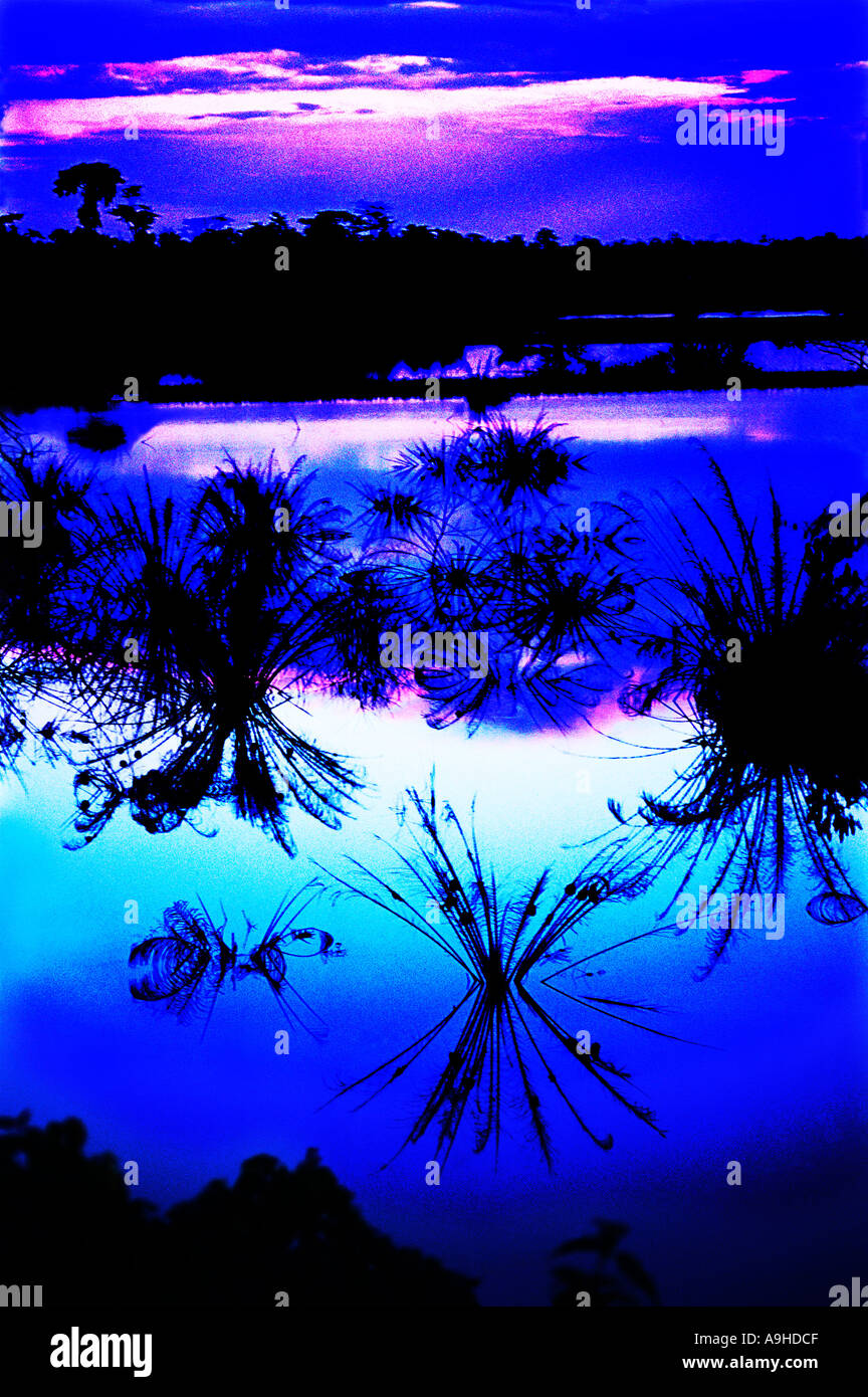 Konzeptionelle Aufnahme bei Dämmerung über tropischen Sees in Ghana, Westafrika. Webervögel dicht gewebten Nester unter Vegetation auf dem Wasser gesehen werden kann. Stockfoto