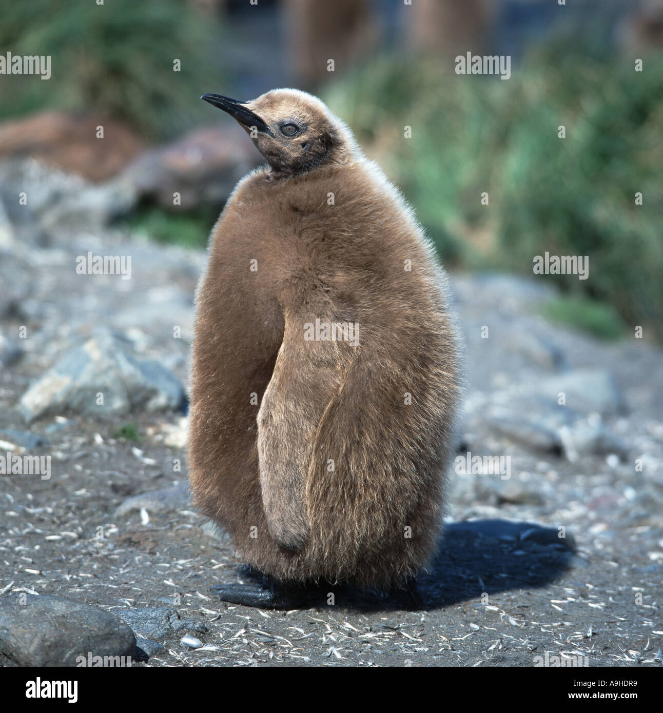 Königspinguin (Aptenodytes Patagonicus), Küken mit nach unten Gefieder Stockfoto