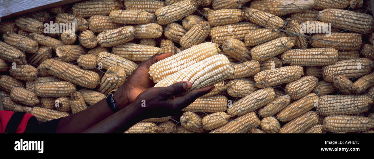 Landwirt Kontrolle lieferbar Mais bei Bulk Storage Unit auf einem Bauernhof in Ghana, Westafrika und vor der Verteilung Stockfoto