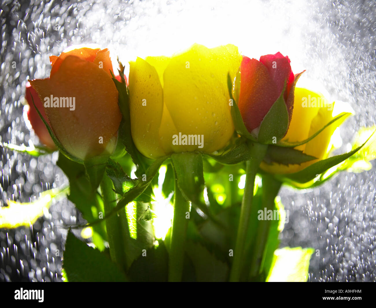 Rosen im Regen Stockfoto