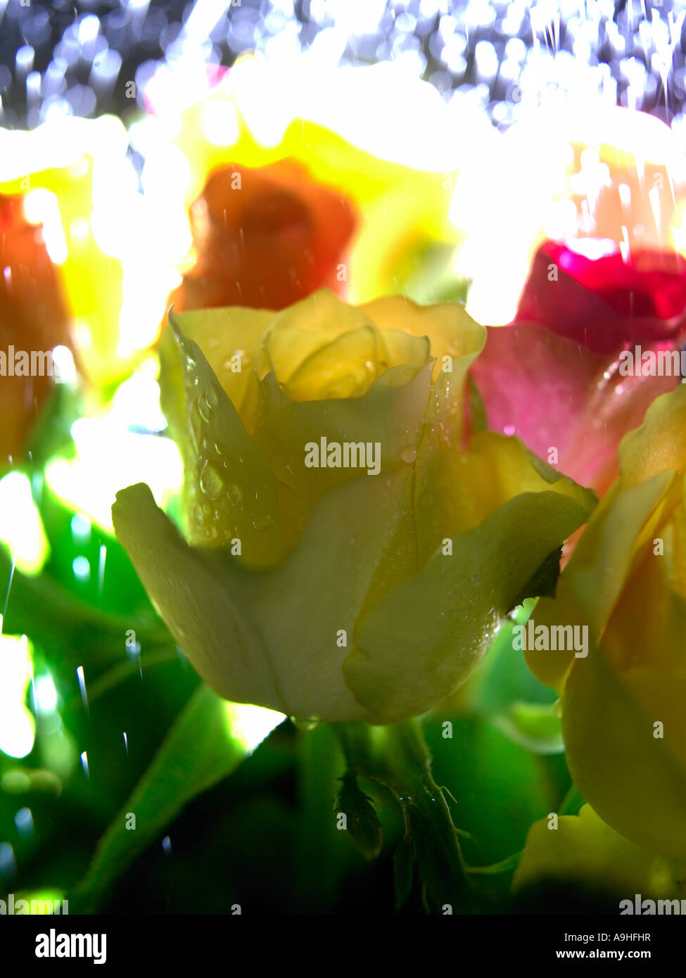 Rosen im Regen Stockfoto