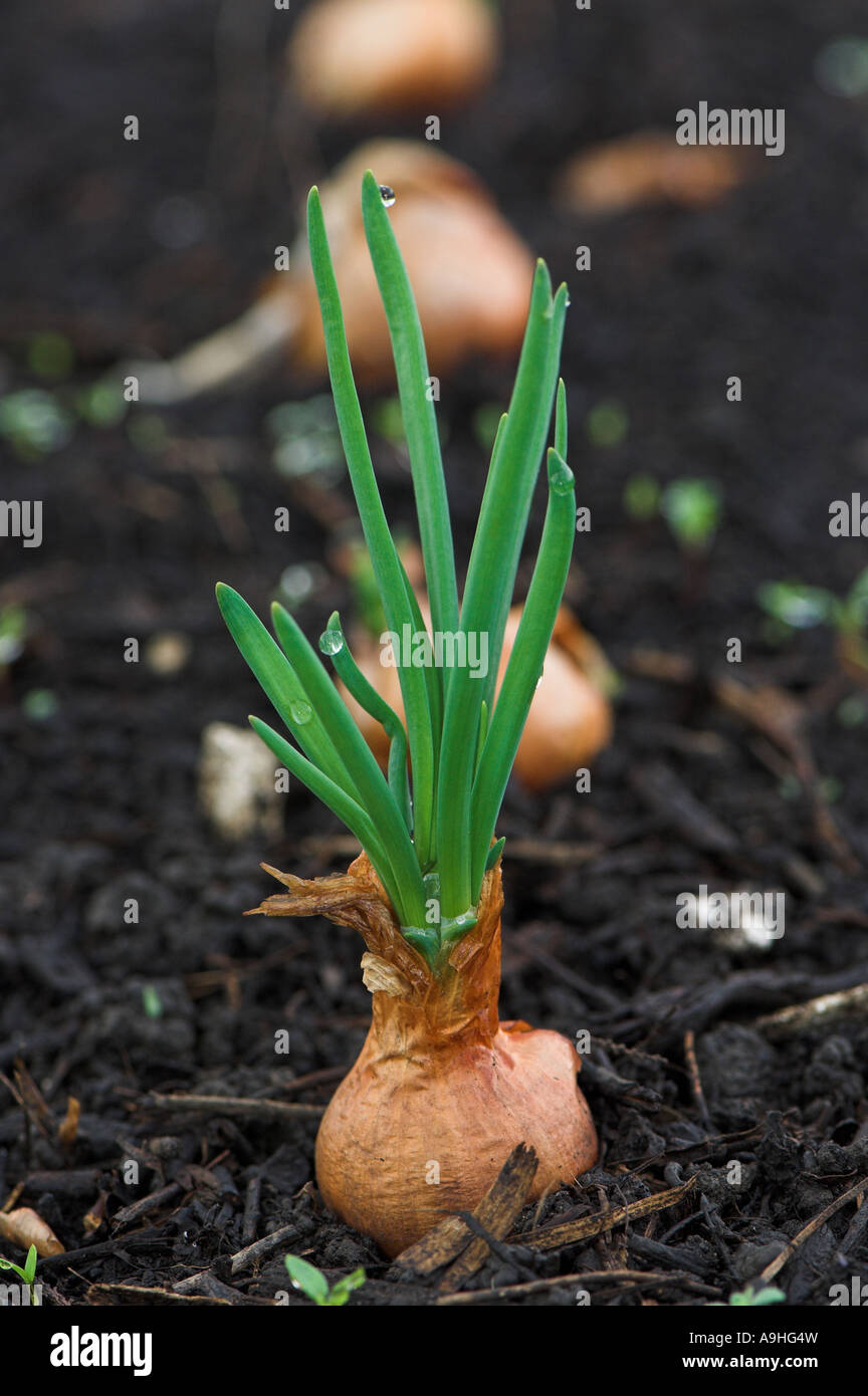 Schalotten in einer organischen Gewächshaus Produktionseinheit sprießen Stockfoto