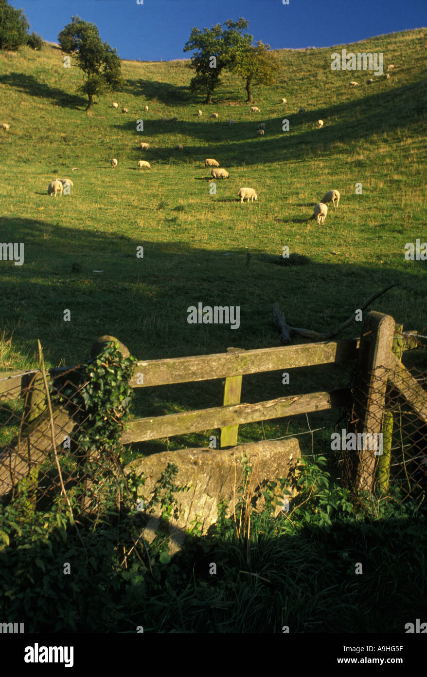 Schafe weiden in den Cotswolds in der Nähe von Dursley Glos Stockfoto