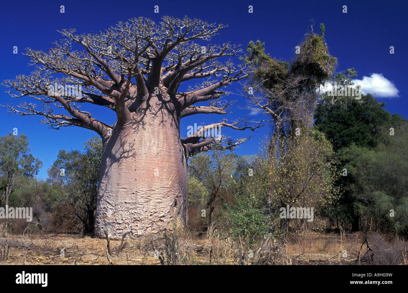 Baobab-Baum Madagaskar. Stockfoto
