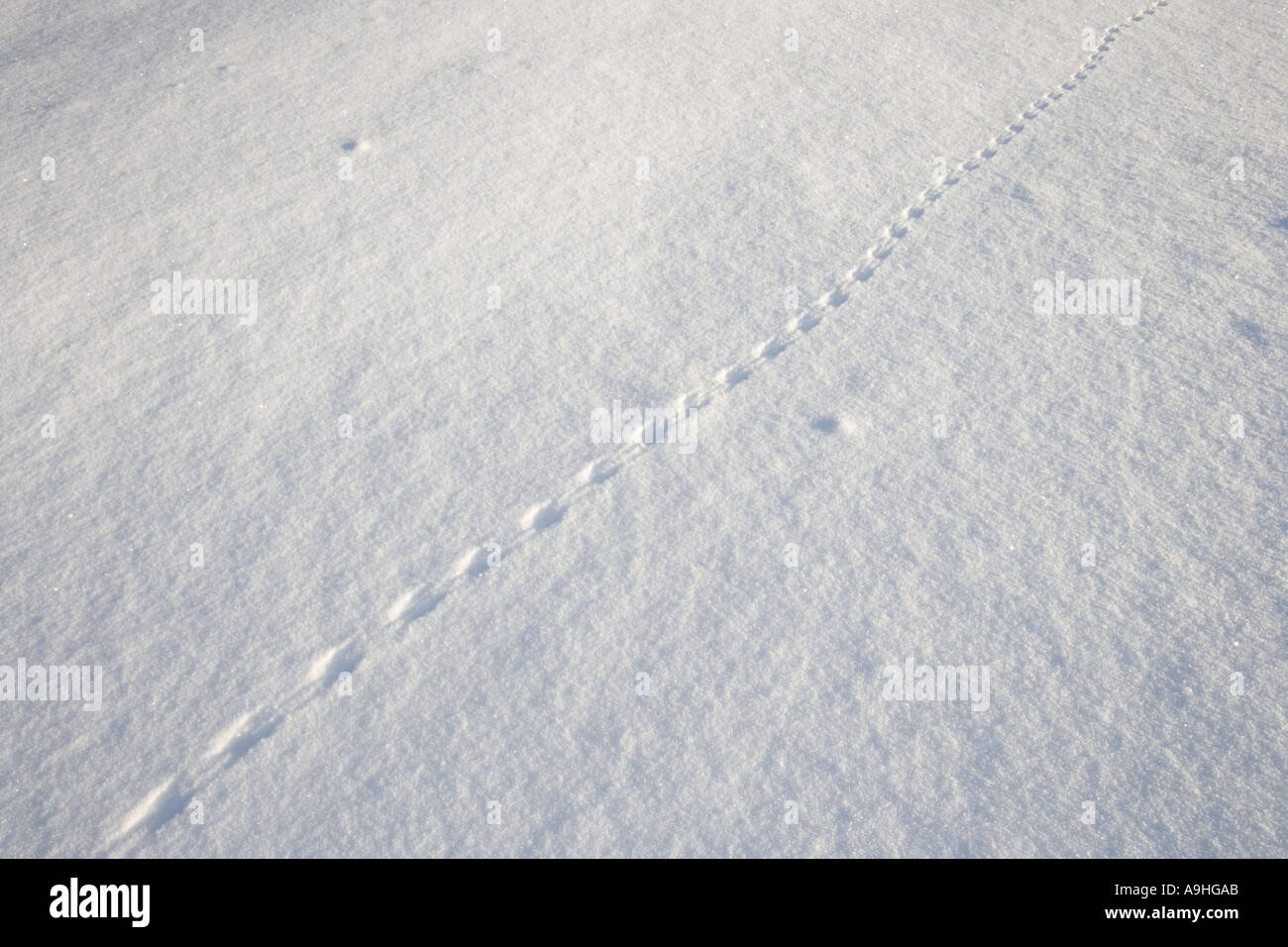 Maus Spuren Im Schnee In Einem Feld In Wonalancet New Hampshire Stockfotografie Alamy