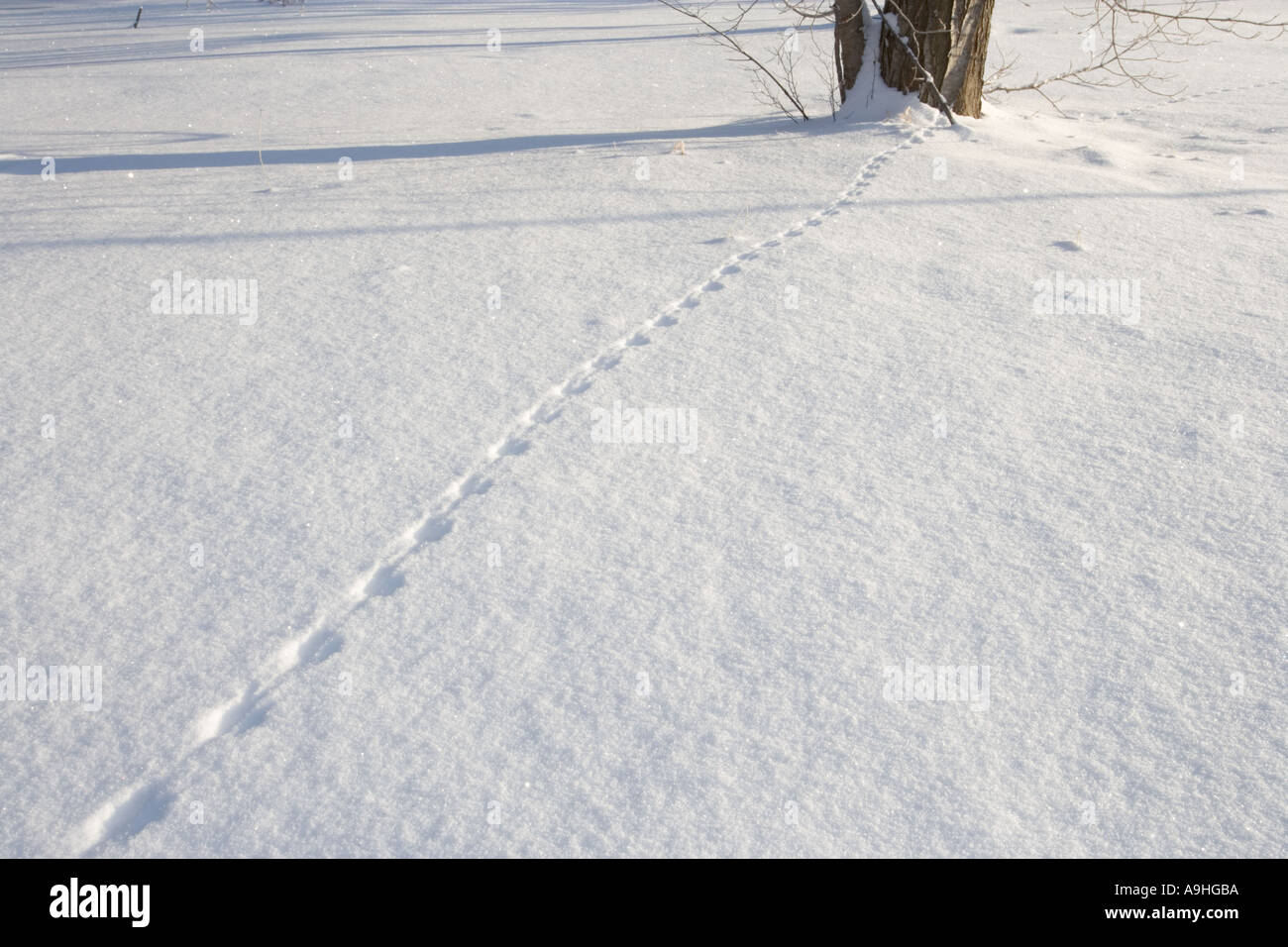 Maus Spuren Im Schnee In Einem Feld In Wonalancet New Hampshire Stockfotografie Alamy