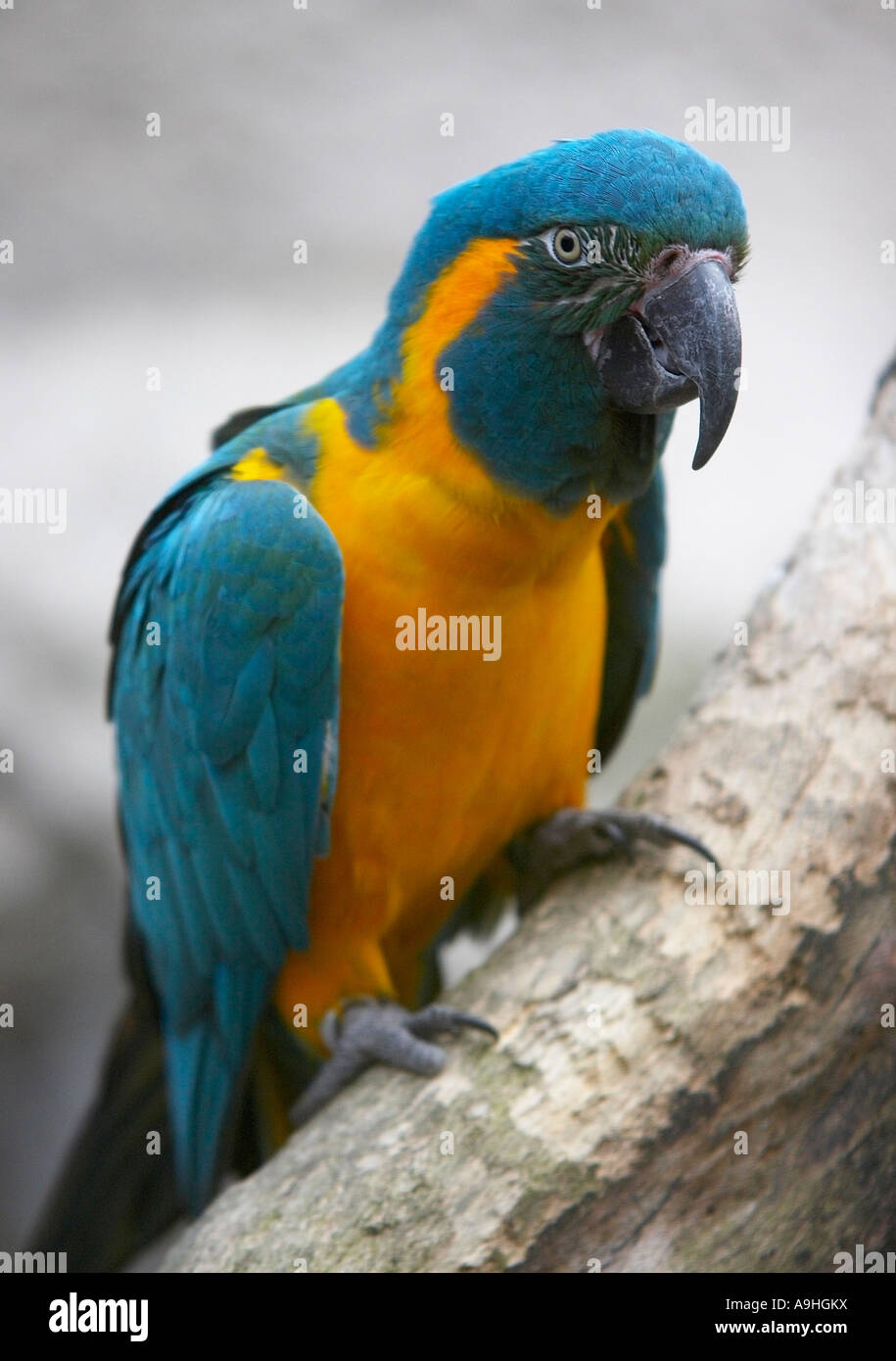 Blauer Throated Macaw Stockfoto