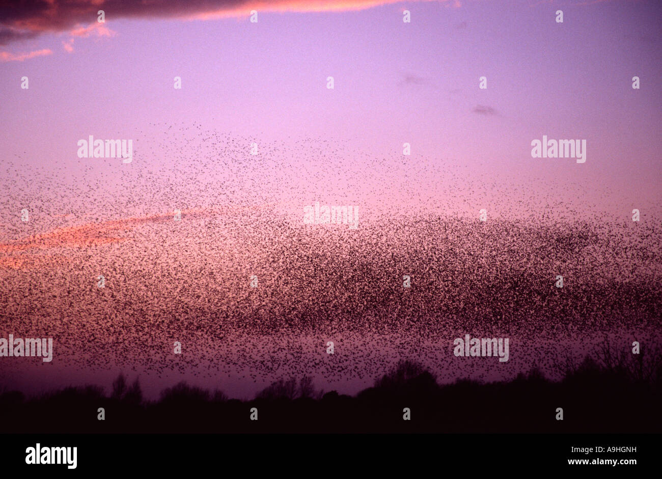 Starling Winter Quartier bei Westhay Nature reserve Somerset uk Stockfoto