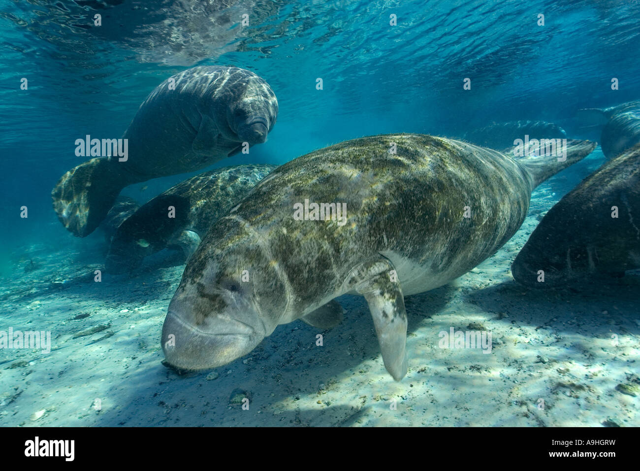 Florida Manati Trichechus Manatus Latirostris Crystal River Florida USA Stockfoto