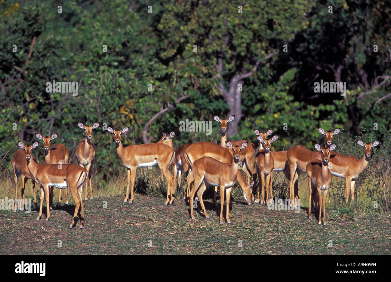 Impalas, Aepycers Melampus, Masai Mara, Kenia. Stockfoto