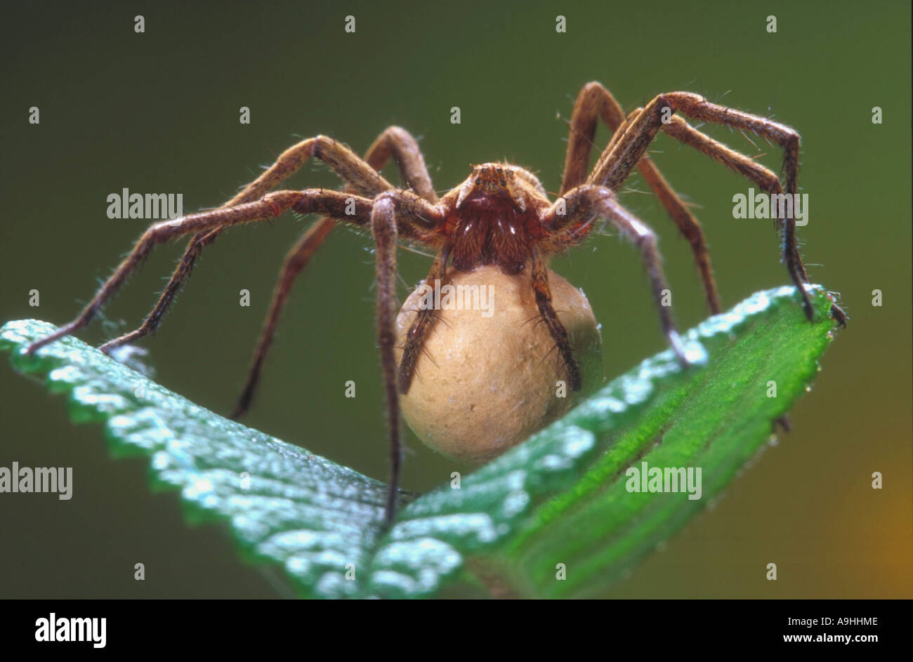 eine fantastische Fischerei Spinne (Pisaura Mirabilis), auf Blatt mit Rasse Stockfoto