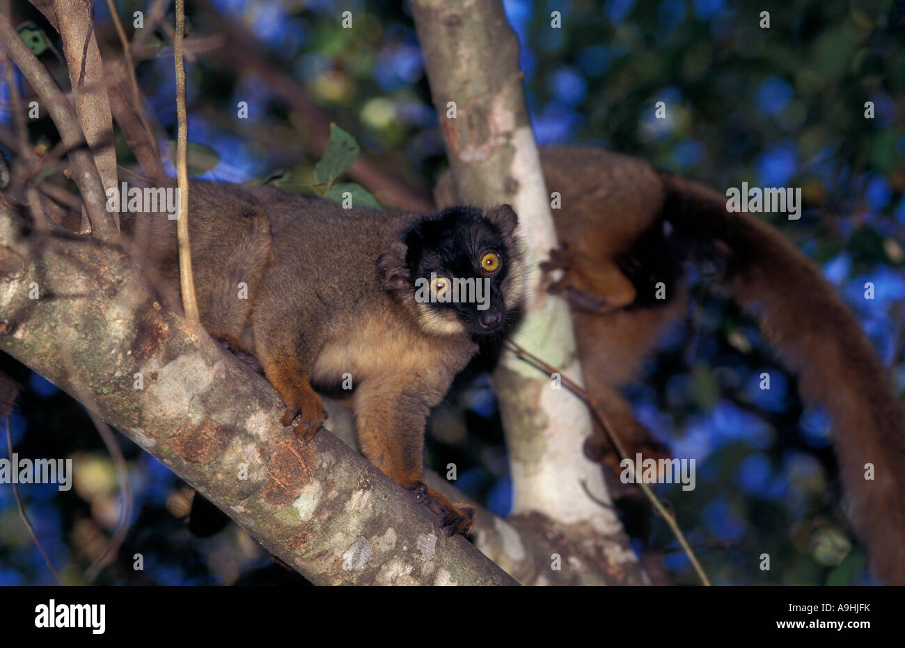 Gemeinsamen brauner Lemuren, Eulemur Fulvus Fulvus, Madagaskar. Stockfoto