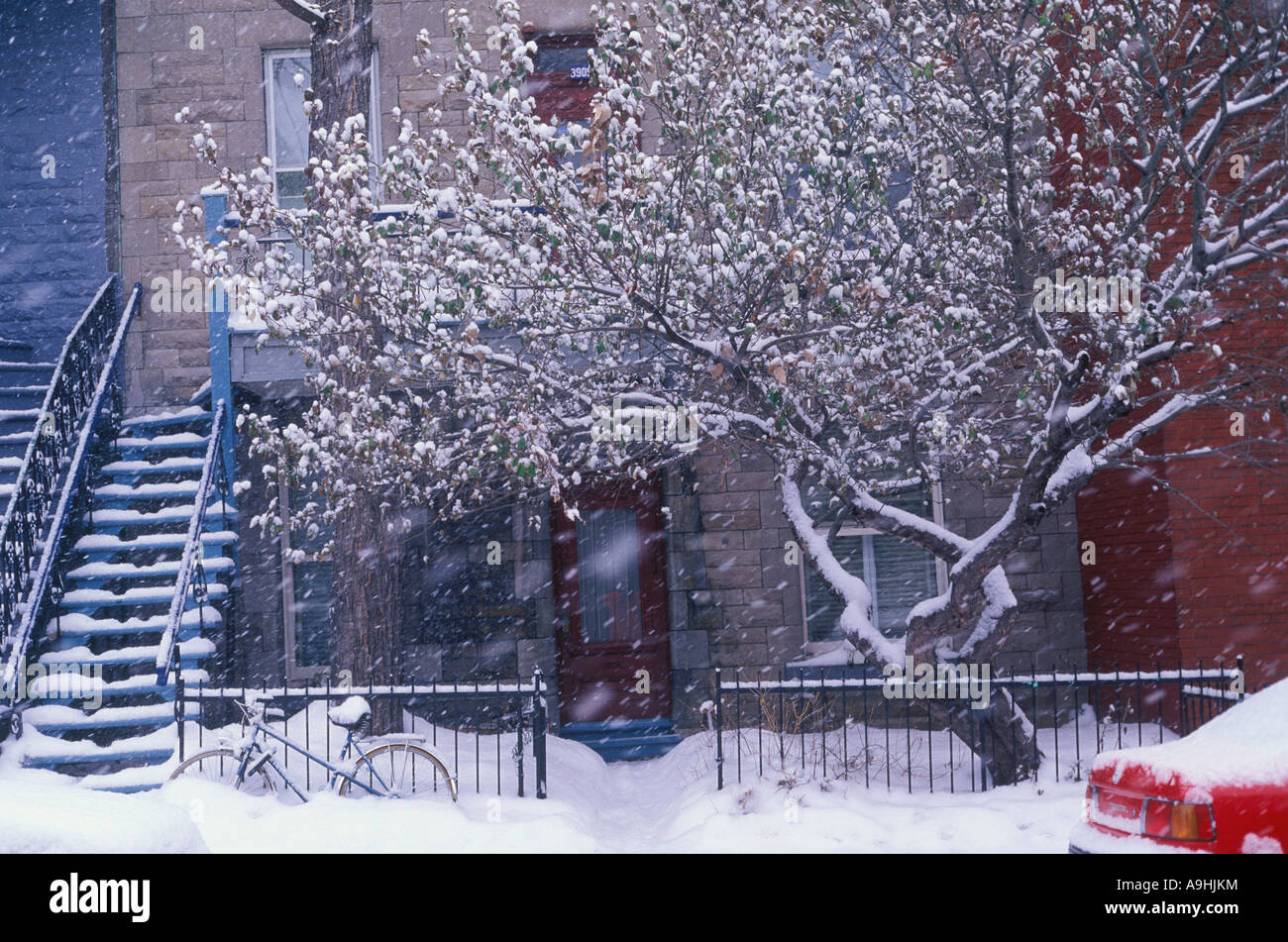 Apfelbaum mit Schnee in einer Winterlandschaft aus St. Laurent Boulevard Gegend Montreal, Quebec Kanada bedeckt Stockfoto