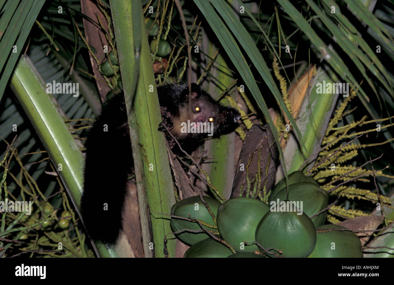 Gefährdete Arten Indri Lemuren, Indri Indri, Madagaskar. Stockfoto