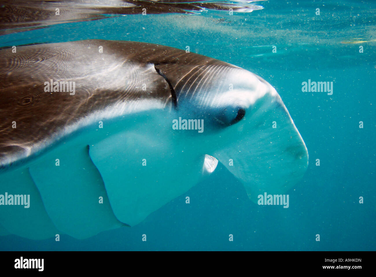 Unterwasser Profil von einem Manta ray Stockfoto