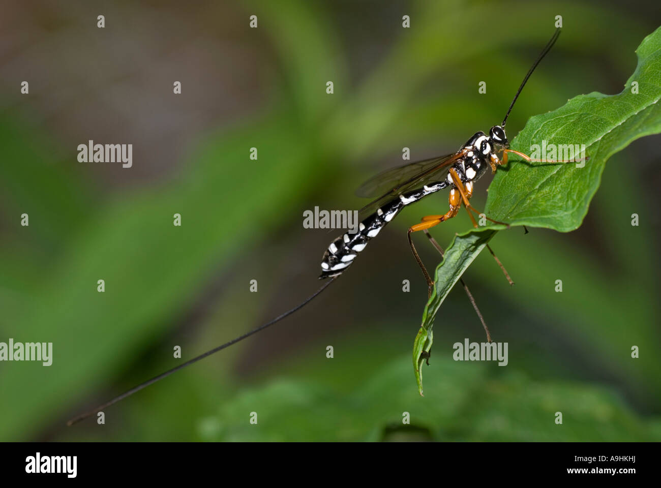 Rhyssa Persuasoria Ichneumon fly Stockfoto