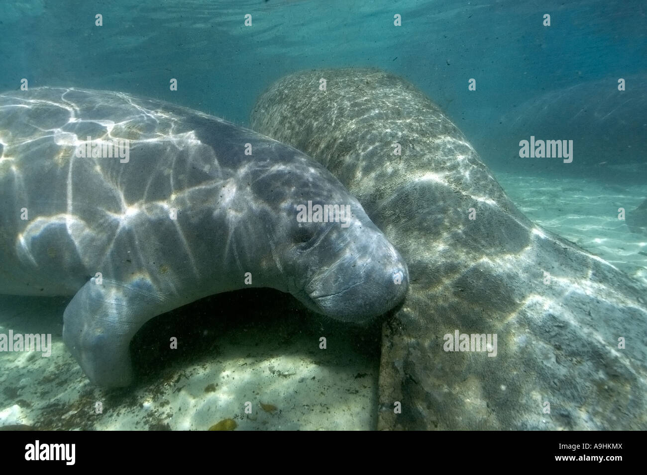 Florida Manatis Trichechus Manatus Latirostris Crystal River Florida USA Stockfoto