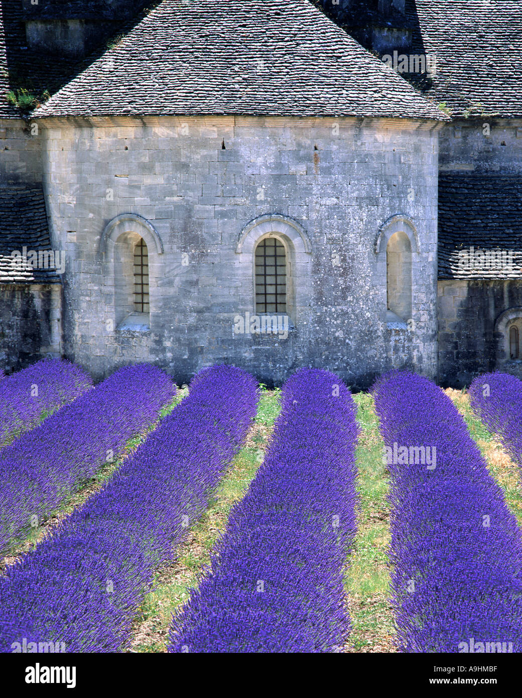 FR - PROVENCE: Abbaye de Senanque in der Nähe von Gordes Stockfoto