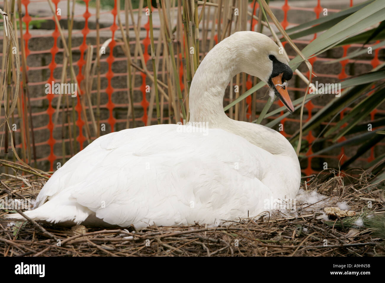 Mutterschaft Brut Sitzen Auf Den Eiern Bruten Ei Schwan Schnabel