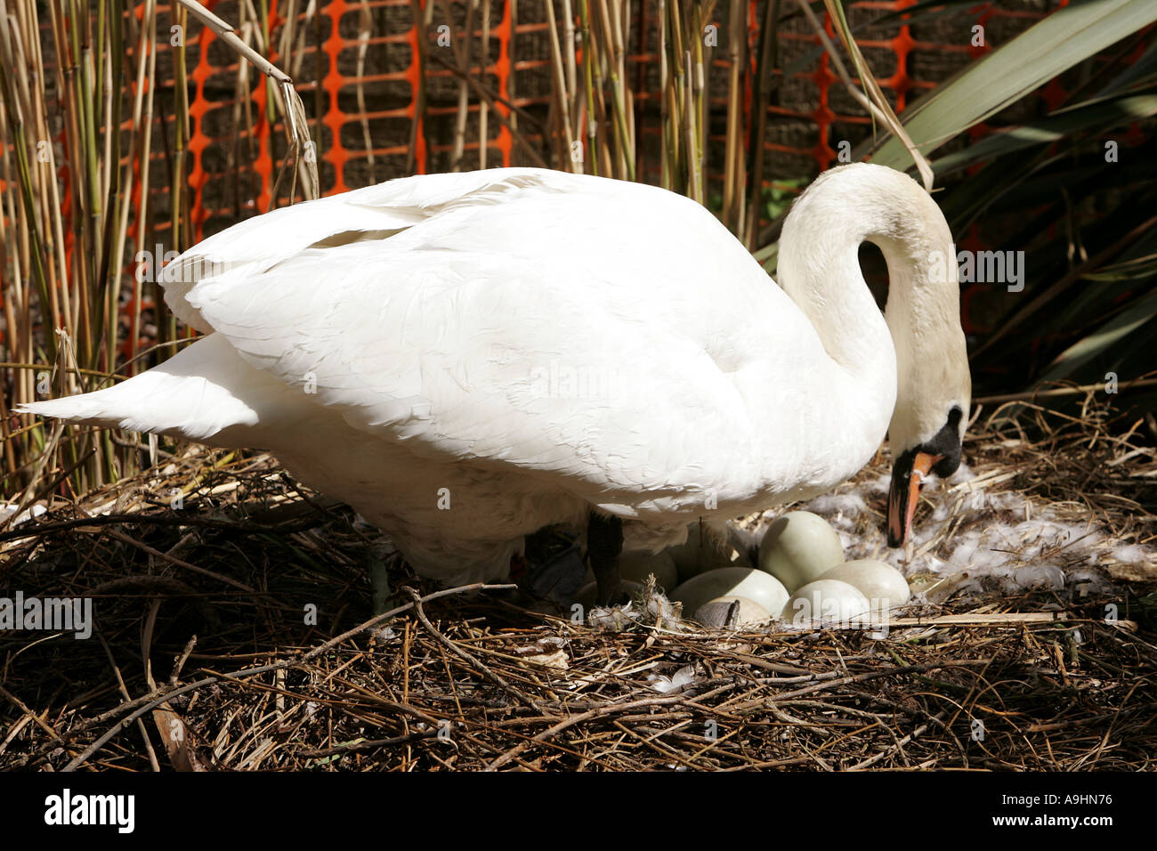 Mutterschaft Brut sitzen auf den Eiern brüten Ei Schwan Schnabel Hals Flügel Tier Tiere Vogel Vögel Detail Höckerschwan Porträt Schwäne Wasser wi Stockfoto