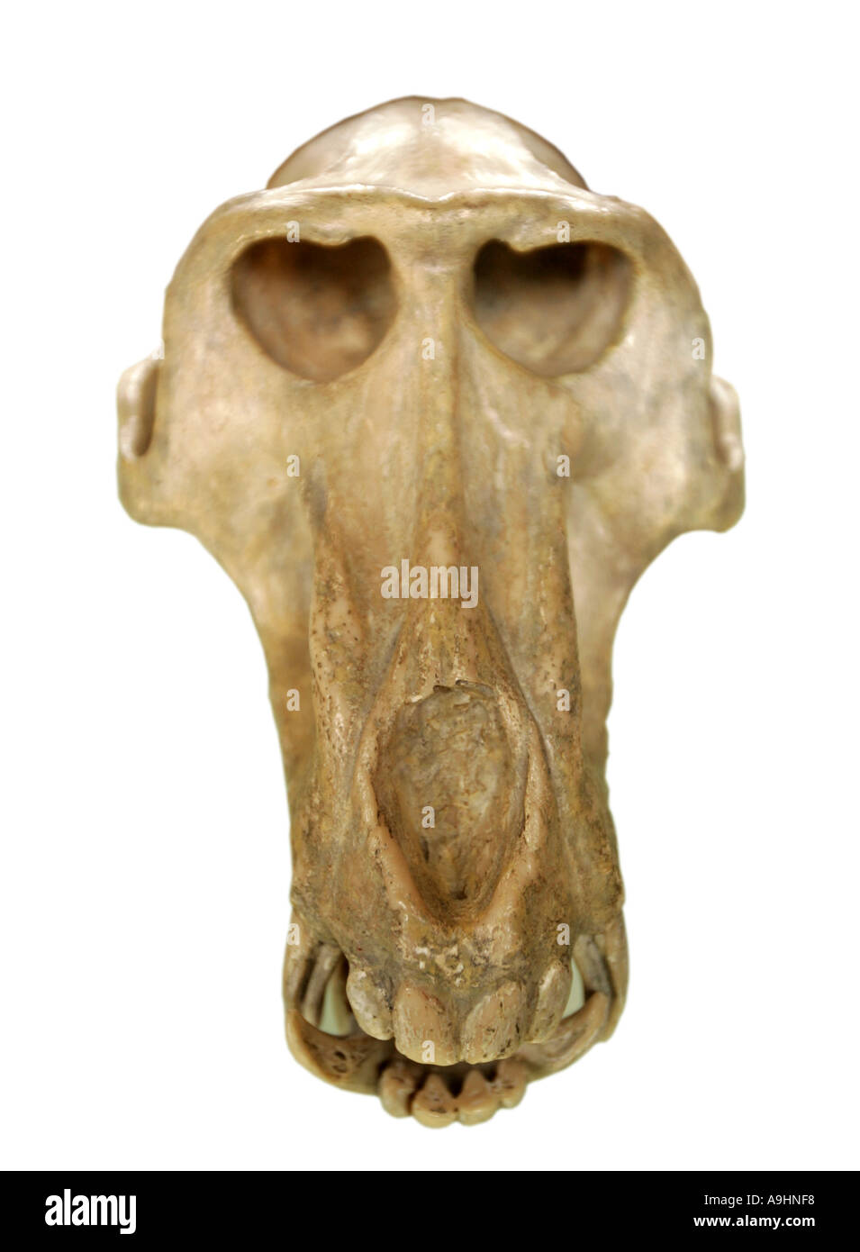 Cranium Homo anatomische Anatomie tierische Anthropologie Archäologie Archäologie Achsenskeletts biologische Biologie Knochen Calvarium Konz Stockfoto