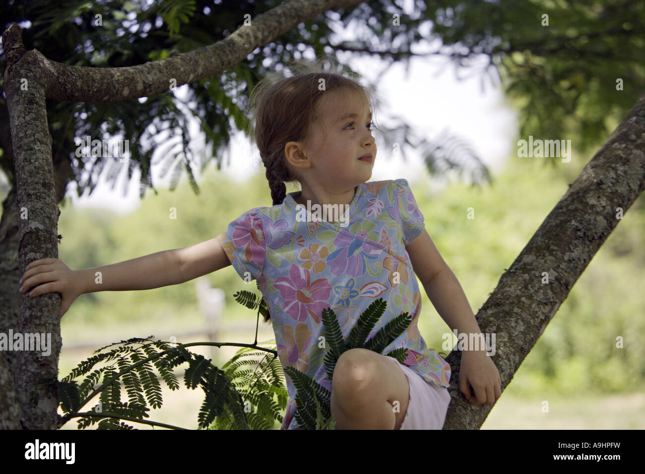 SOUTH CAROLINA YORK schönes junges Mädchen mit Zöpfen blickt in die Ferne, als sie beim Sitzen auf einem Baum Mimosa träumt Stockfoto