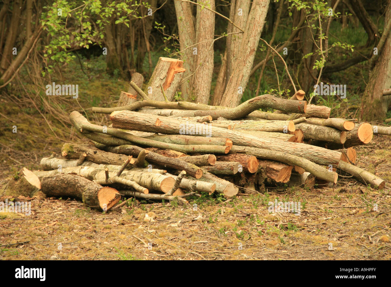 Rundschnitt Holz Stockfoto