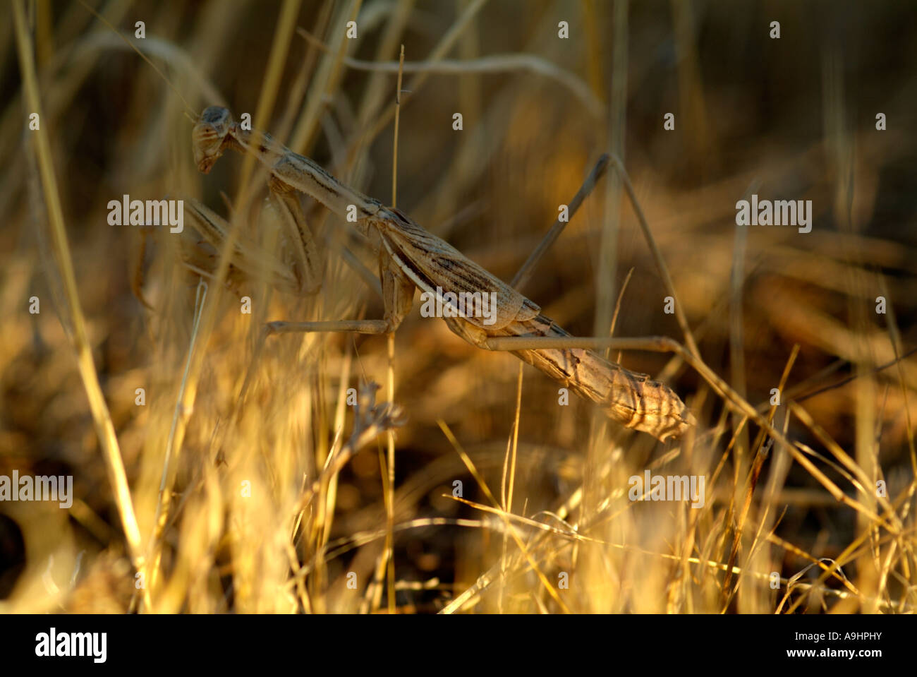 Eine Gottesanbeterin in trockene Gräser getarnt Stockfoto