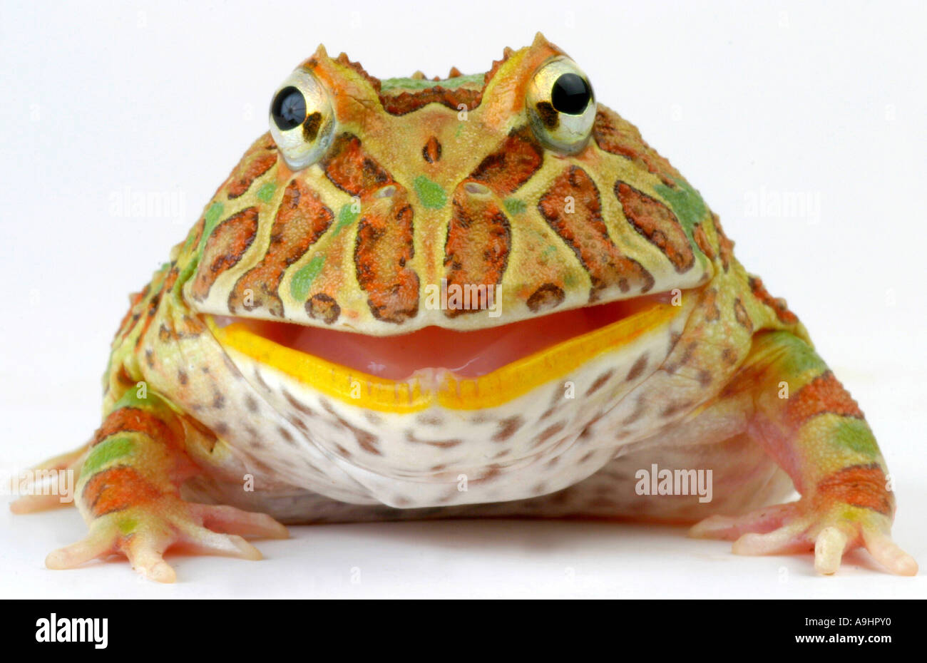 argentinische gehörnten Pacman Frog, Nightcrawler, Night Crawler, reich verzierten gehörnten Frosch, Frosch, verzierten gehörnte Kröte, Escuerzo (Ceratophrys Stockfoto