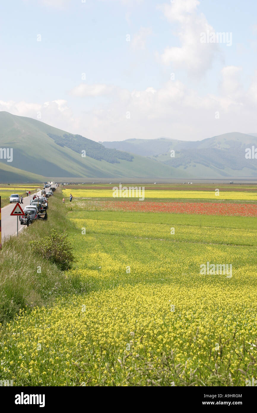 Wunderbare Darstellung von Wildblumen im Piano Grande, Castelluccio, Sibillini Nationalpark in Le Marche Italien Stockfoto