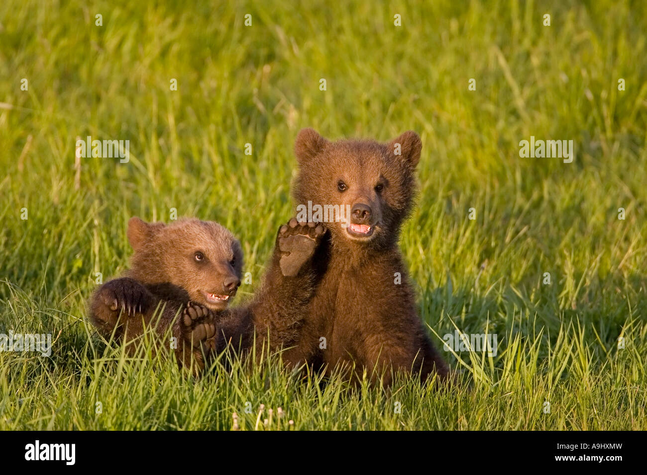 Junge Europäische Braunbären (Ursus Arctos) Stockfoto
