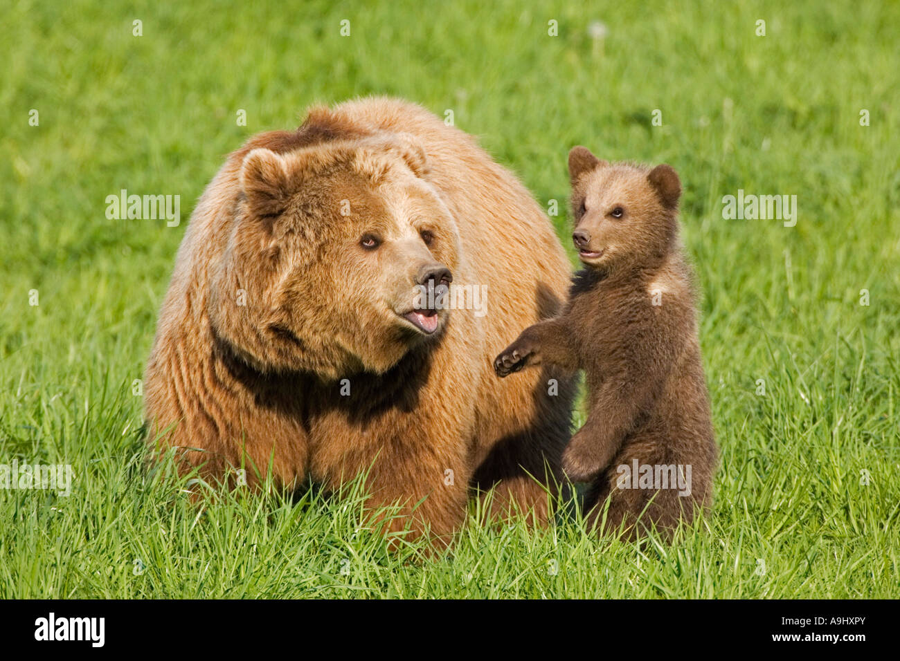 Europäischer Braunbär Mutter mit Tasse (Ursus Arctos) Stockfoto