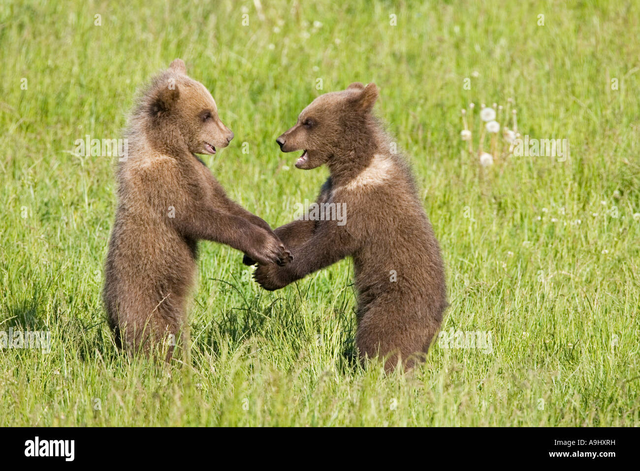 Europäischer Braunbär jungen, spielen (Ursus Arctos) Stockfoto
