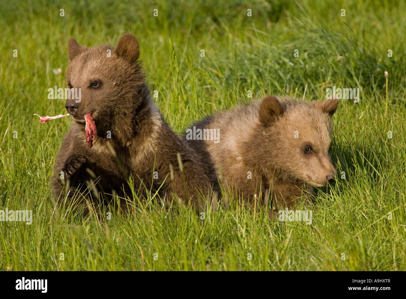 Europäischer Braunbär Cubs, Essen (Ursus Arctos) Stockfoto