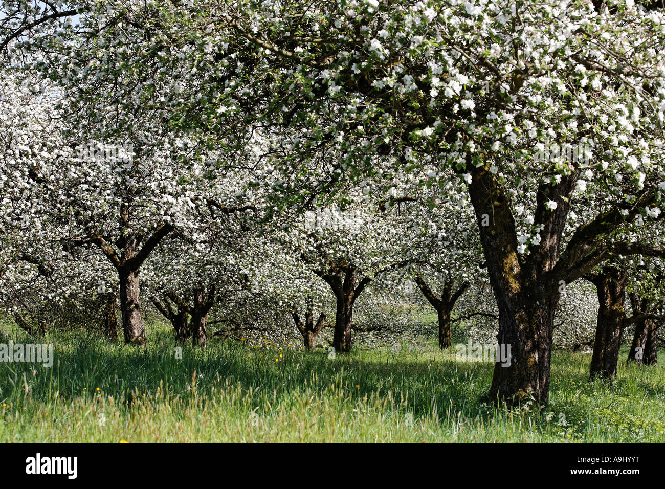 Blühende Apfelbäume, Lalling, Niederbayern, Deutschland Stockfoto