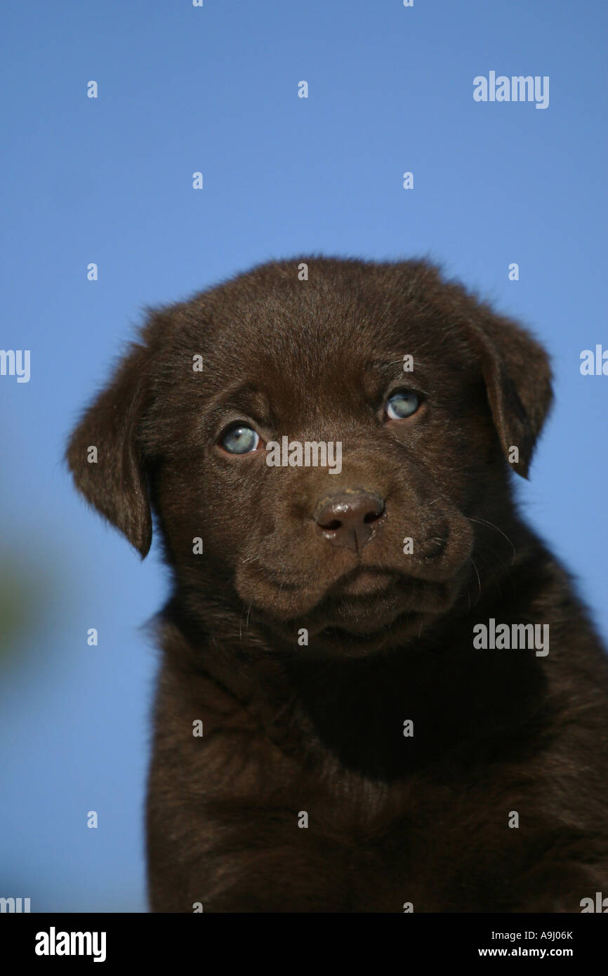 Braune Labrador Welpen Stockfoto