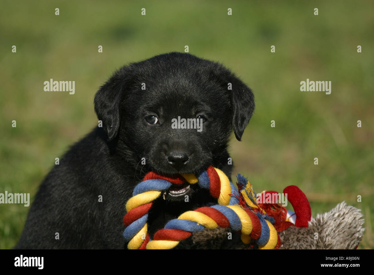 Labrador Welpen Kauen auf Spielzeug Stockfoto
