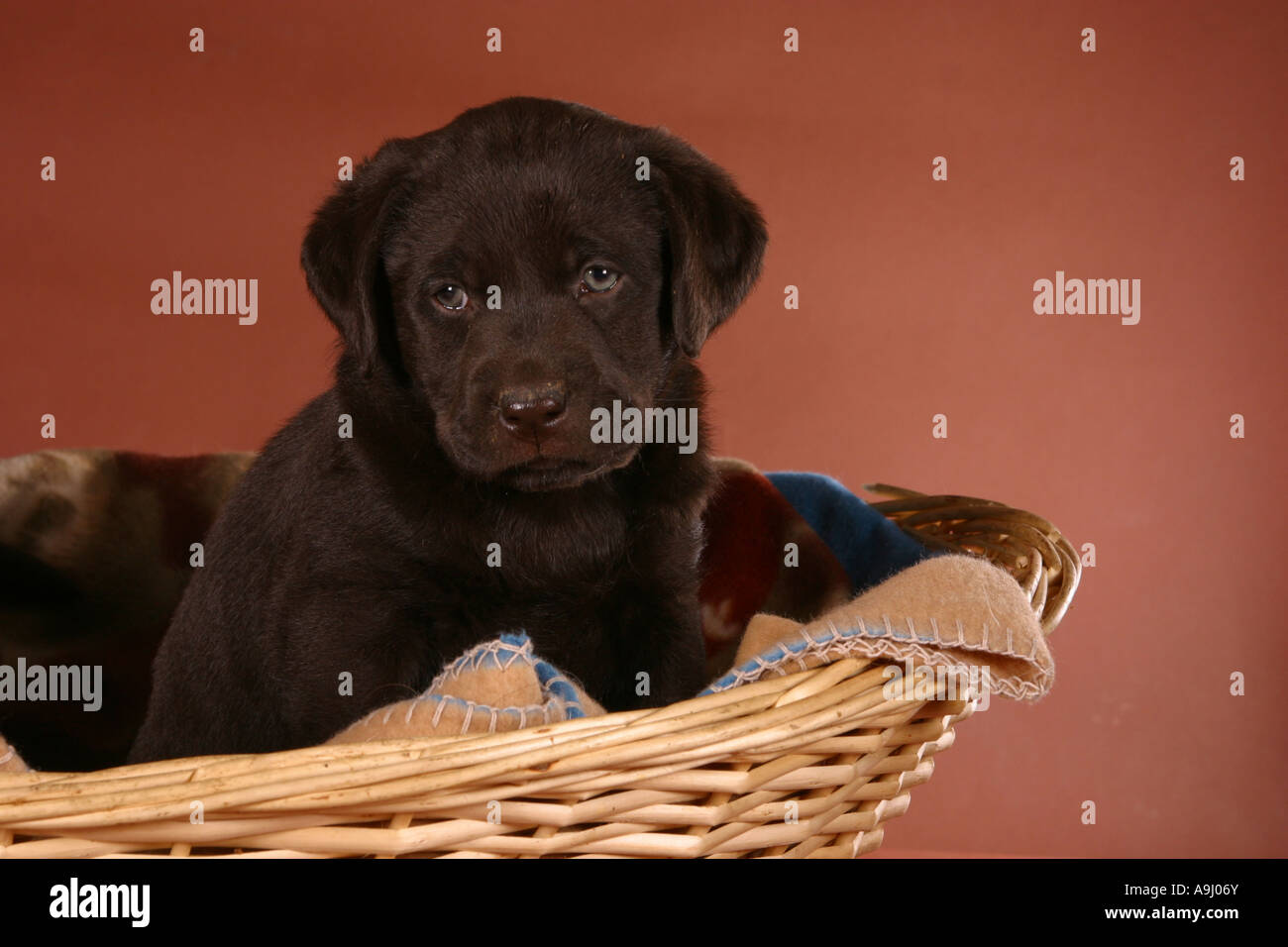 Labrador Welpen in einem Korb Stockfoto