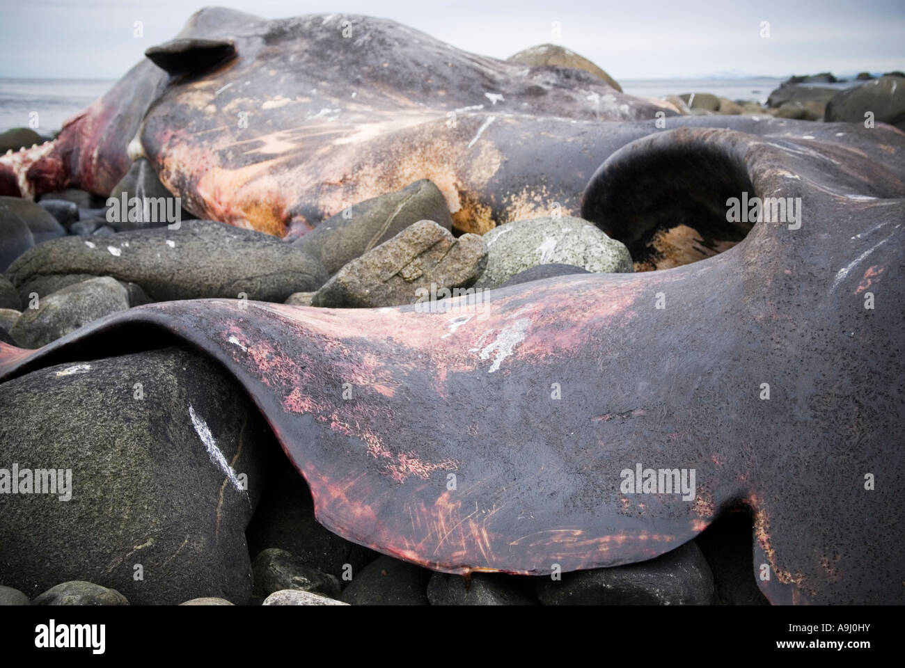 verwesenden Toten Kadaver gestrandeter Pottwal (Physeter Macrocephalus) an der felsigen Küste in der Nähe von Eggum Lofoten Inseln, Norwegen Stockfoto