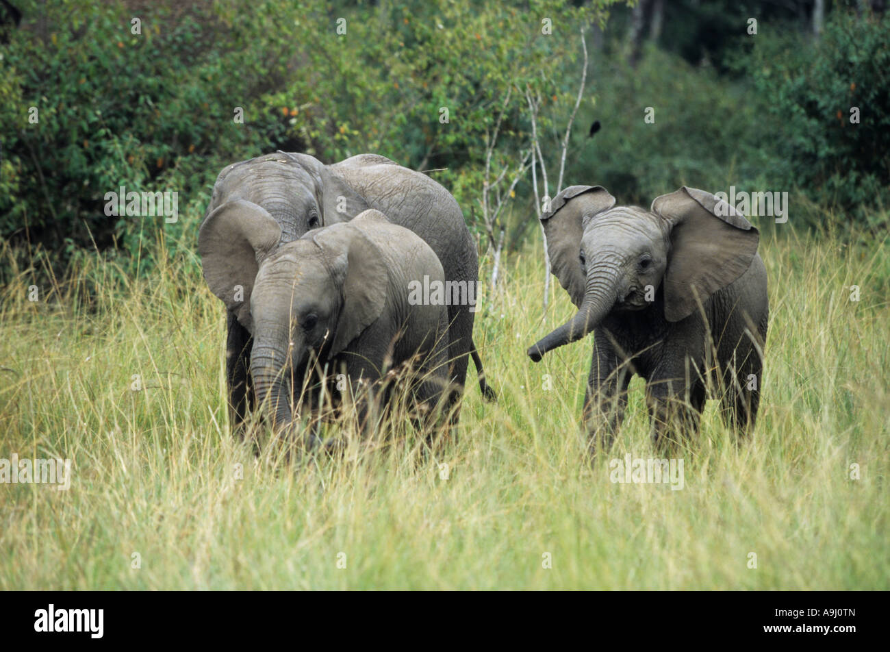 Afrikanischer Elefant (Loxodonta Africana), Herde von jungen Elefanten, Kenia Stockfoto