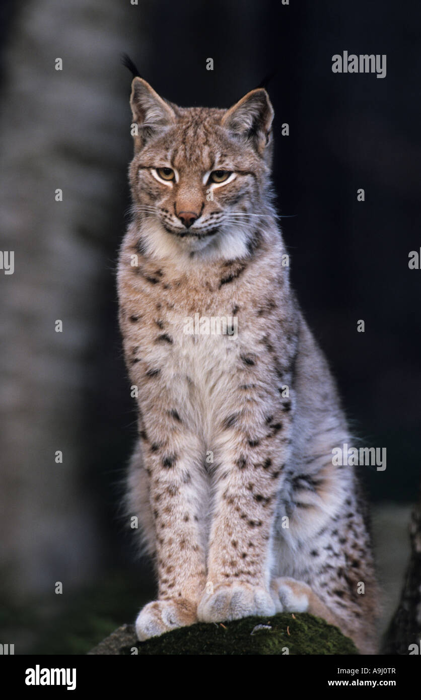 Europäische Luchs, Eurasischer Luchs (Lynx Lynx) Erwachsenen sitzen auf Felsen, Stockfoto