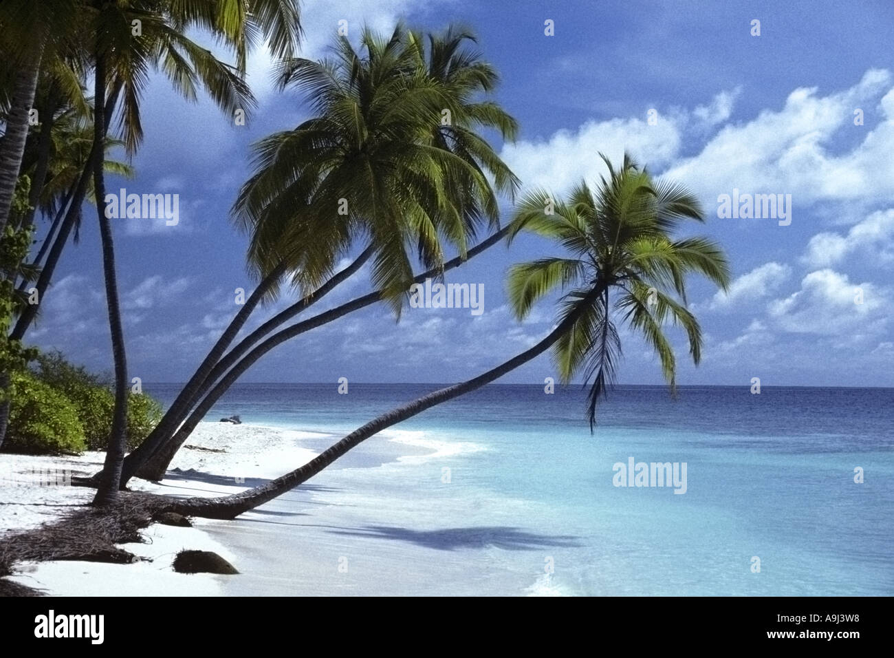 Strand und Palmen Bäume, Malediven, Kuda Bandos Stockfoto
