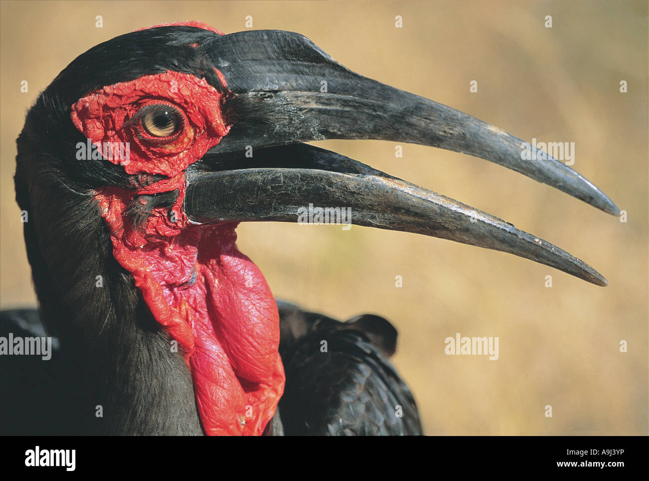 Porträt von Ground Hornbill Kruger Nationalpark in Südafrika hautnah Stockfoto