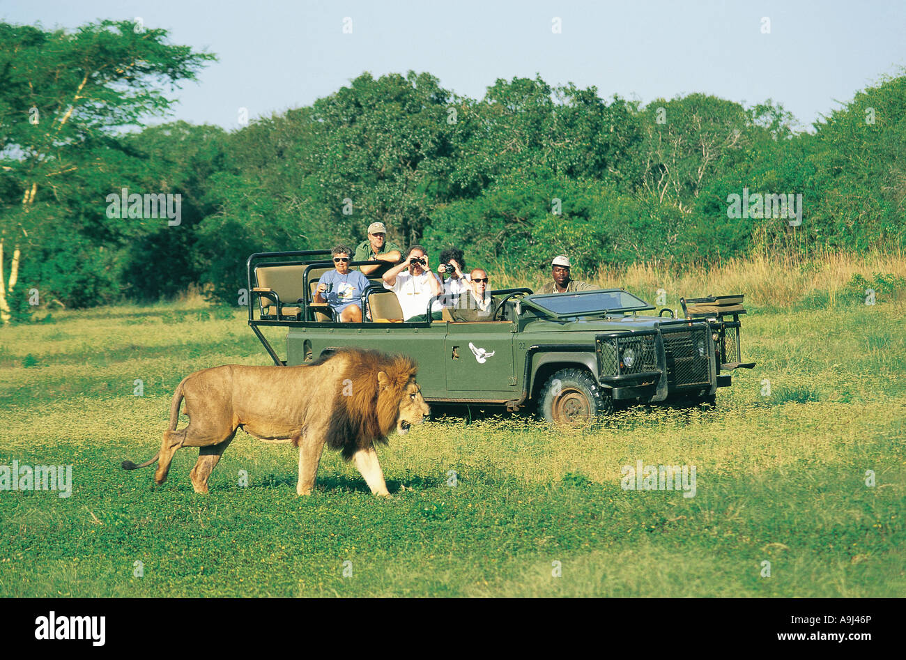 Löwen zu Fuß vor der touristischen Fahrzeug Pinda-Südafrika Stockfoto