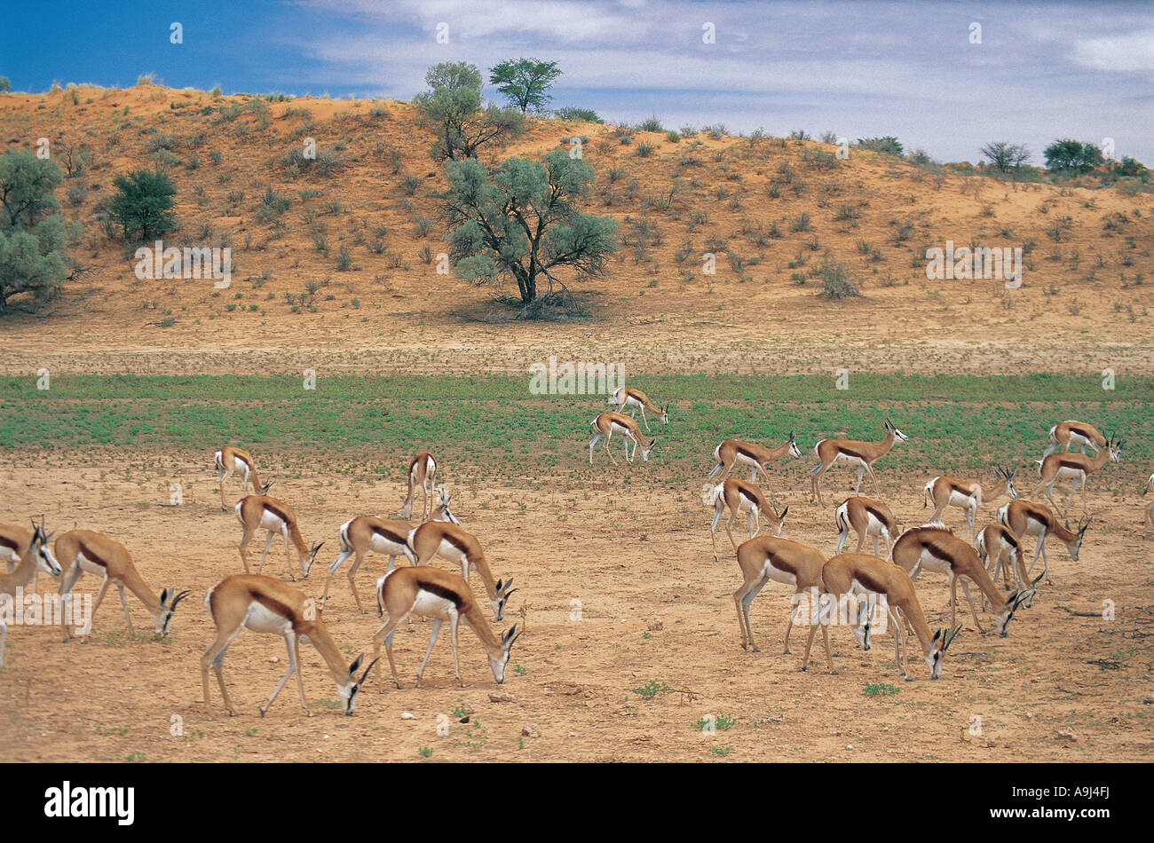 Eine Herde von Springbok Beweidung in Kalahari Gemsbok National Park in Südafrika Stockfoto