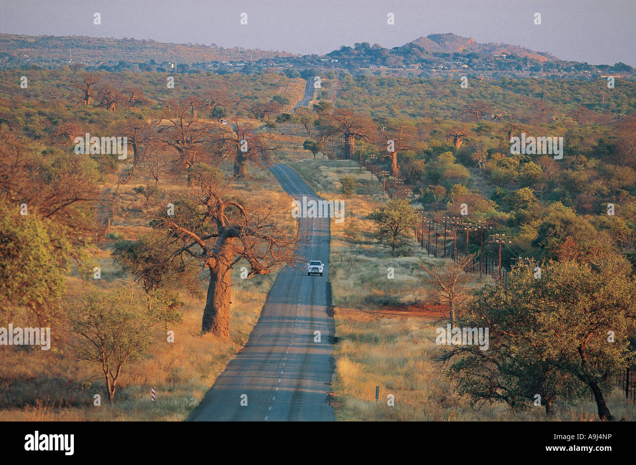 Asphaltstraße mit Baobab-Bäume in der Nähe von Messina Nord-Provinz in Südafrika Stockfoto