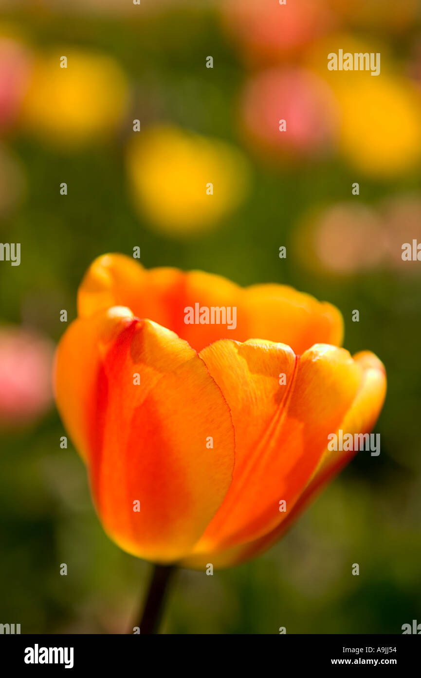 Frühlingsblumen-Tulpe Stockfoto