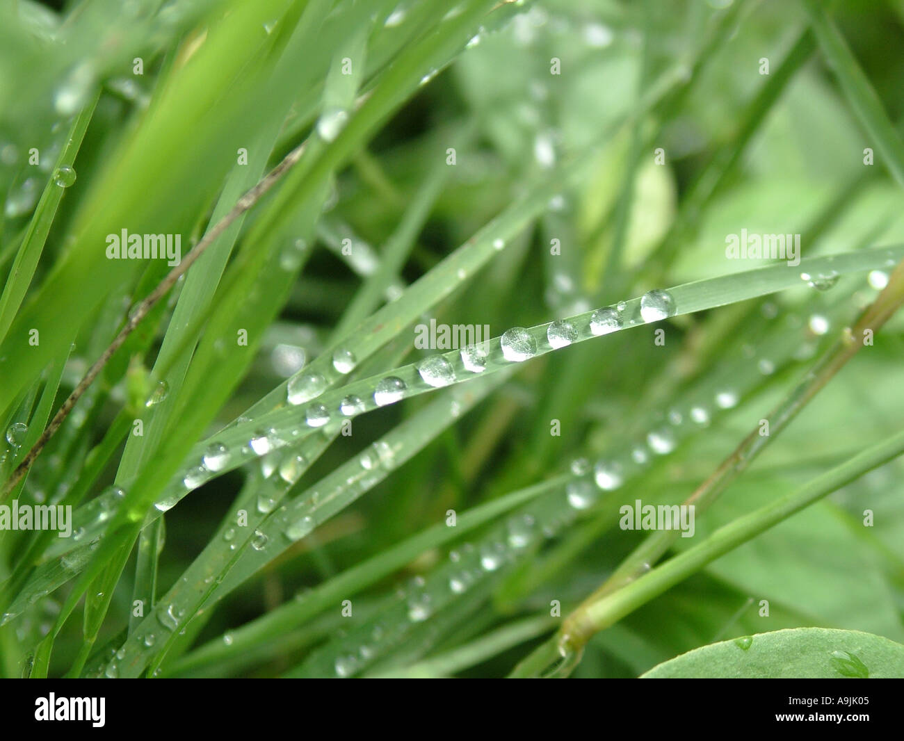 Wassertropfen Tau Tröpfchen auf Rasen Stockfoto
