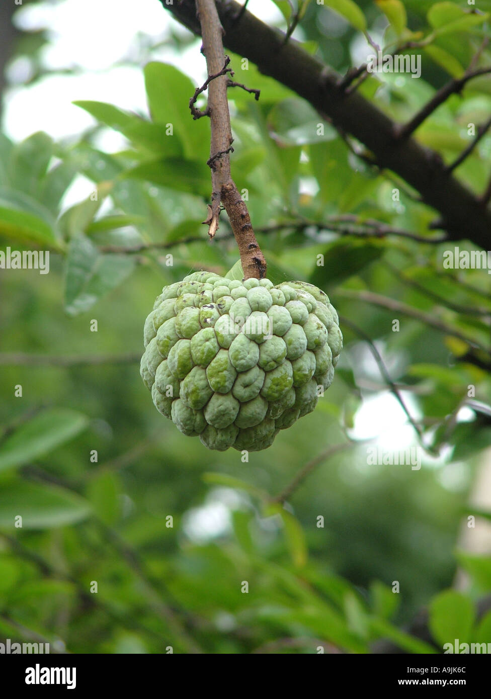 Apfelobst auf dem Baum anbauen Stockfoto