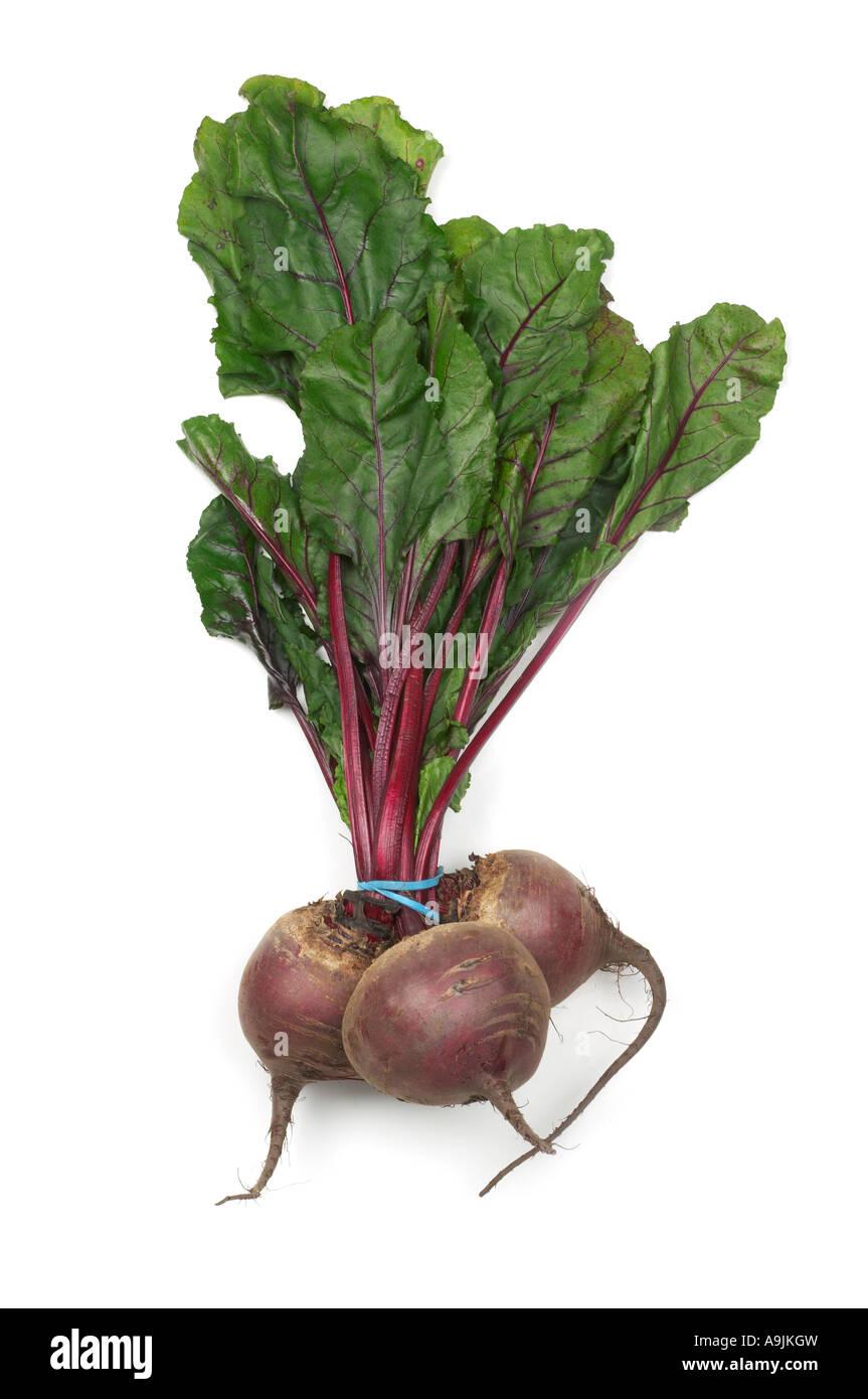 Frische rote Beete Stockfoto